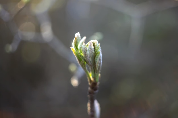 Branch of a tree in spring park