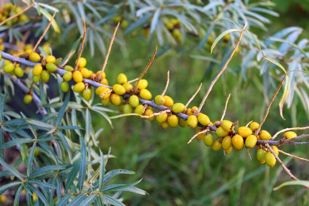 Photo a branch of a tree with berries on it and a yellow berries on it hippophae