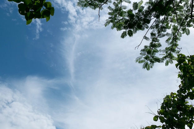 Branch tree with blue sky background on the nature