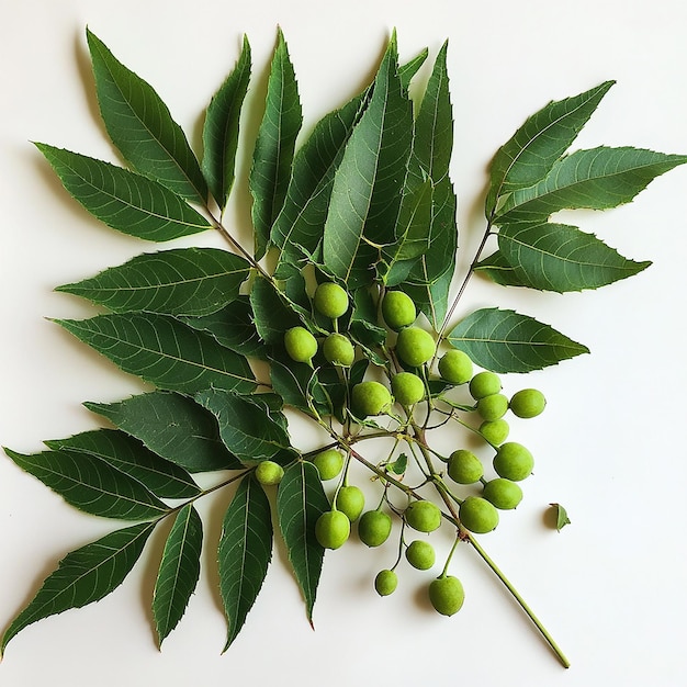 a branch of a tree with green berries and a branch of berries