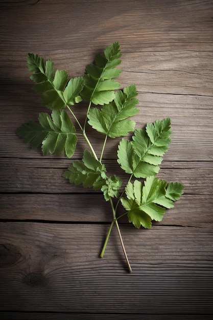 A branch of a tree with leaves on a wooden table