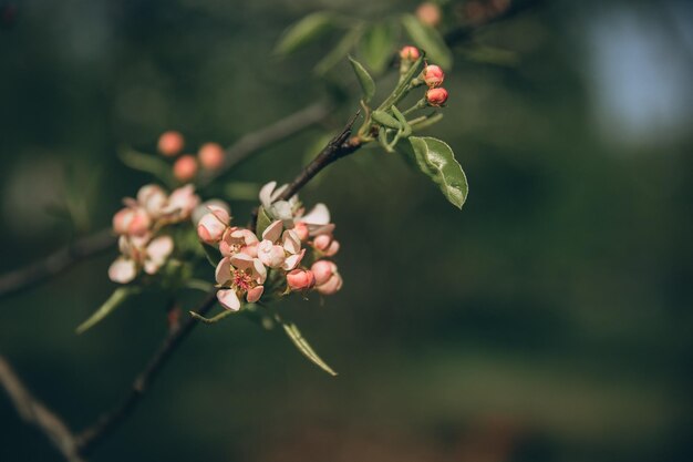 Photo a branch of a tree with pink flowers and green leaves