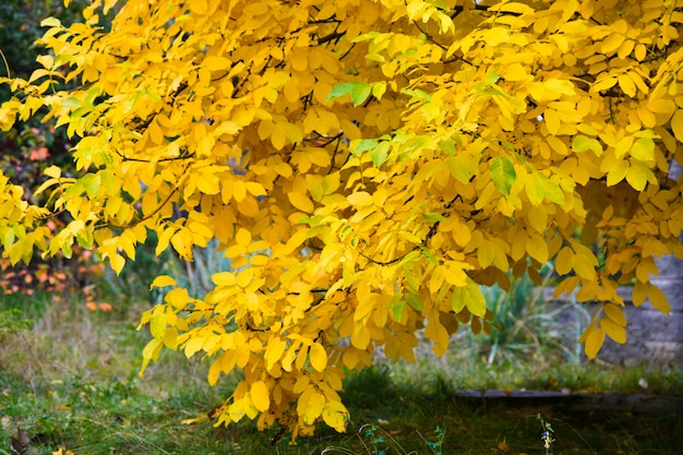 A branch of a tree with yellow leaves. Yellow leaves in yellow autumn