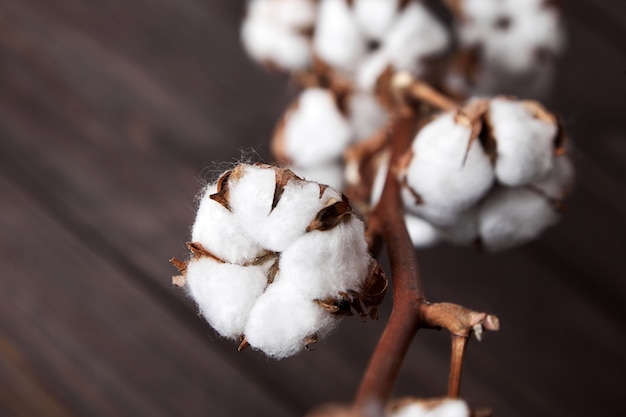 Branch of white cotton flowers details