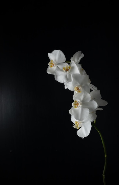 A branch of a white graceful flowering orchid on a black background vertical