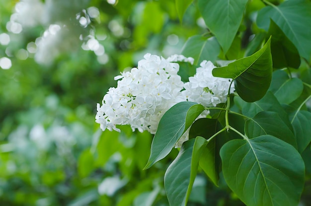 Branch of white lilac flowers with the leaves natural spring background