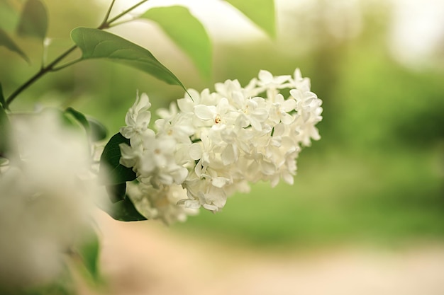 Branch of white lilac in spring on a green background Flowering bush plant