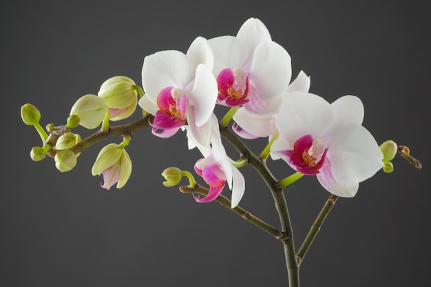 Branch of white orchid flower on gray background