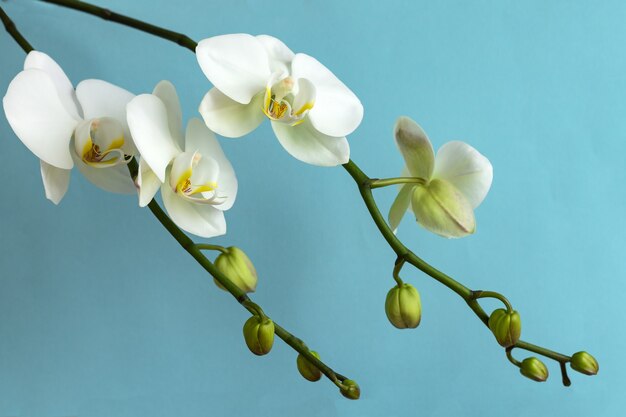 A branch of white orchid with flowers and buds on light blue background