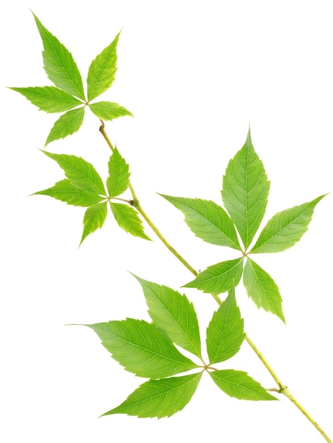 Branch of wild grapes isolated on a white background