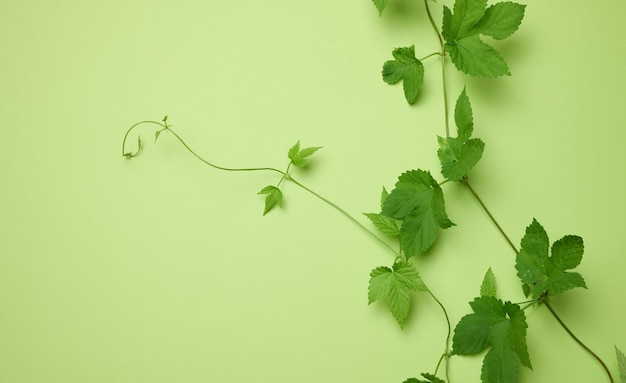 Branch of wild grapes with green leaves on a green paper background