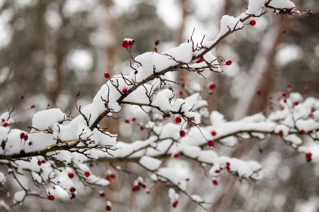 A branch of wild rose in the snow. Winter beautiful nature