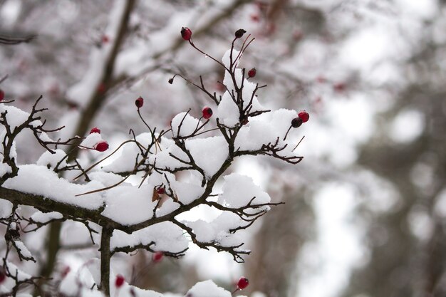 A branch of wild rose in the snow. Winter beautiful nature