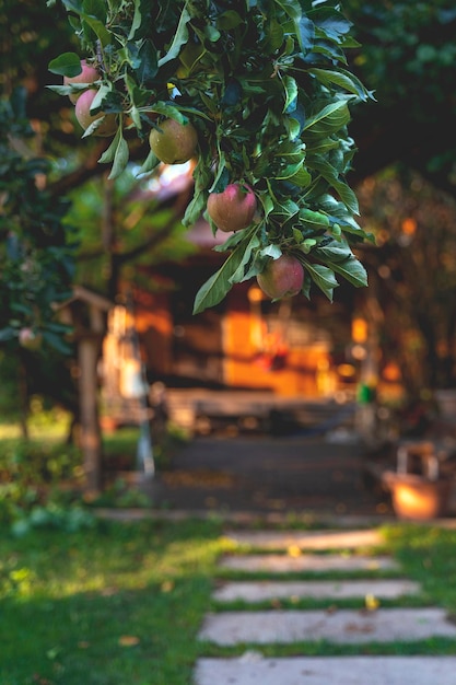 Photo branch with apples in the garden in front of the house in the sunset light