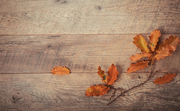 Branch with autumn dry oak leaves on the background of a rustic tree top view flat lay