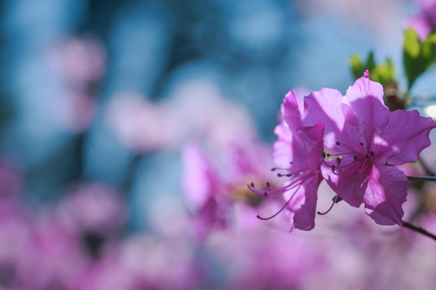 Branch with azaleas flowers against background of pink blurry colors and blue sky