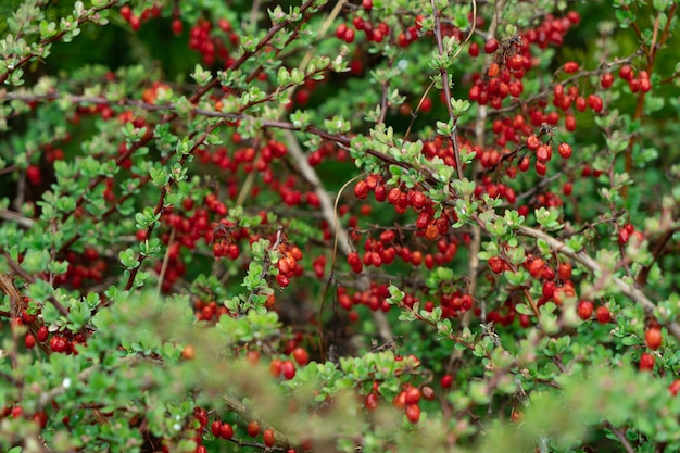 A branch with barberry berries