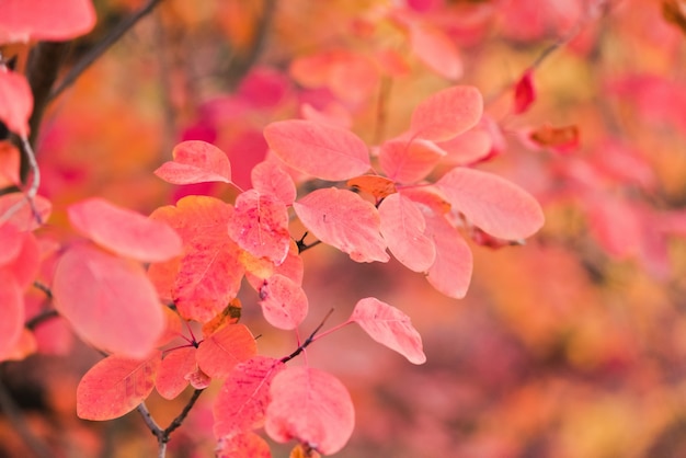 Branch with beautiful autumn foliage