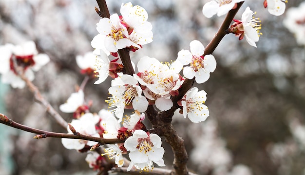 Branch with beautiful fresh spring apricot flowers on tree close-up