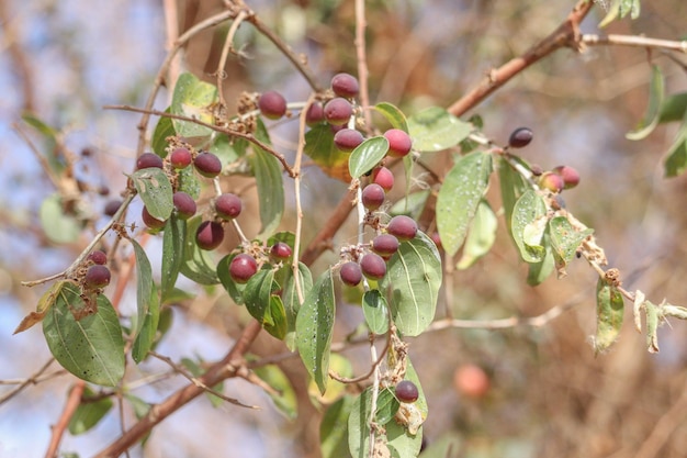 Photo a branch with berries and a few leaves on it