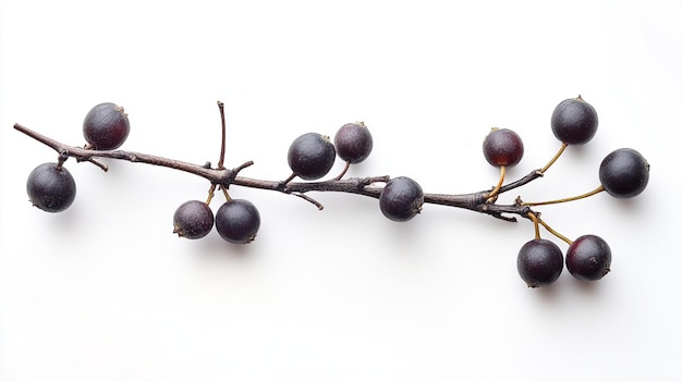 Photo a branch with berries on it and a white background