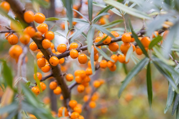 Branch with berries of sea buckthorn and green leaves