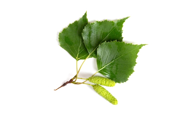 A branch with birch leaves and buds or flowers with earrings on a white background