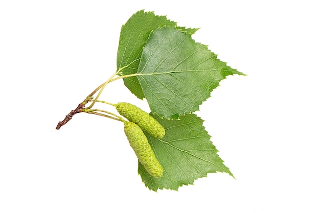 A branch with birch leaves and buds or flowers with earrings on a white background