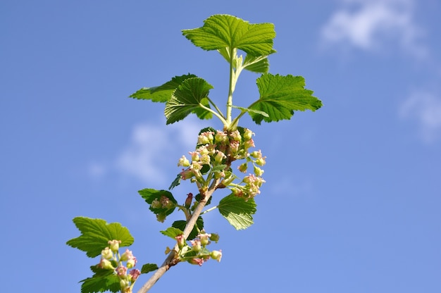 Branch with blossoms currant on background blue sky.