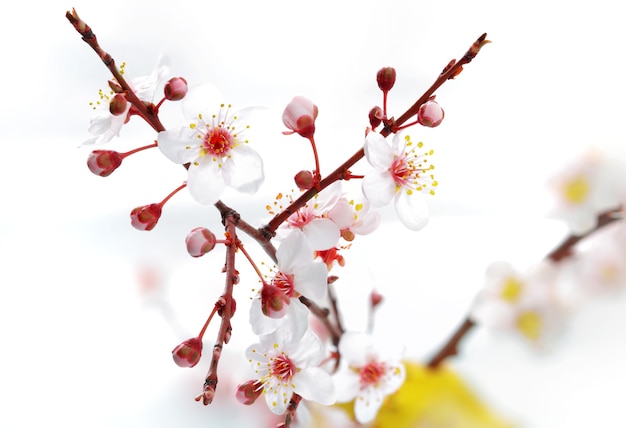 Branch with blossoms. Isolated on white background.