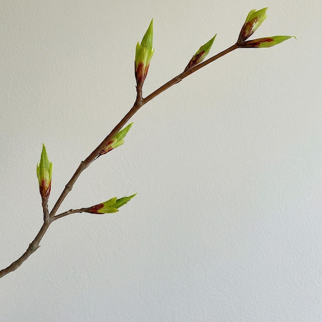 Photo a branch with buds and leaves that are on a white background