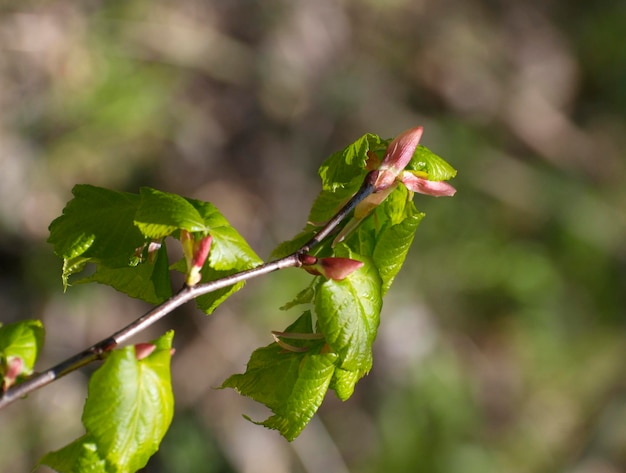 Branch with buds and young leaves on a Sunny spring day