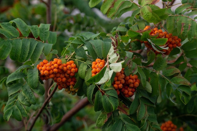 A branch with a bunch of ripe red mountain ash in the foliage