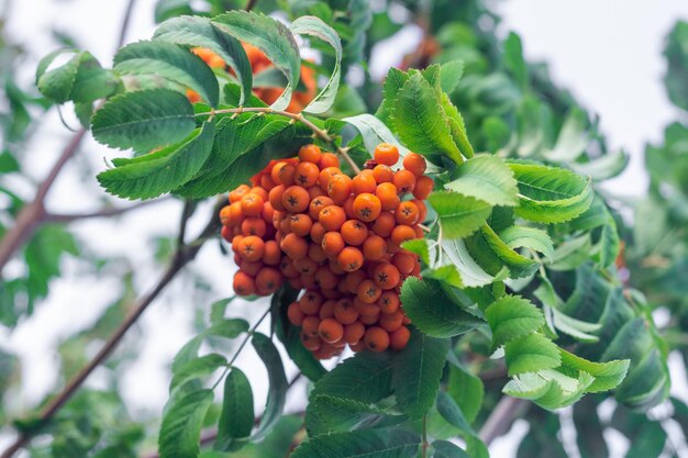 A branch with a bunch of ripe red mountain ash in the foliage