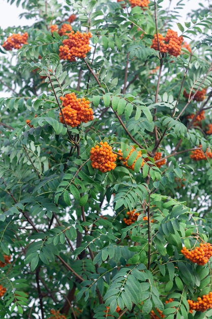 A branch with a bunch of ripe red mountain ash