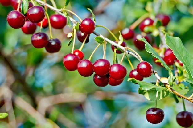 Branch with bunches of red cherries on a background of green foliage and sky