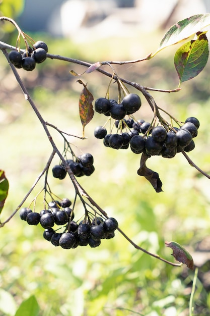 A branch with chokeberry berries