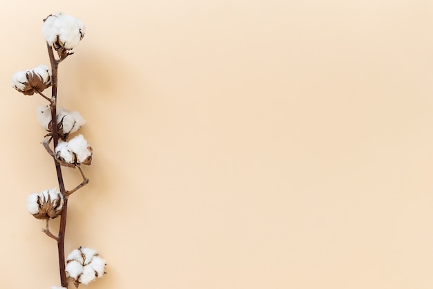 Branch with cotton flowers on a beige background