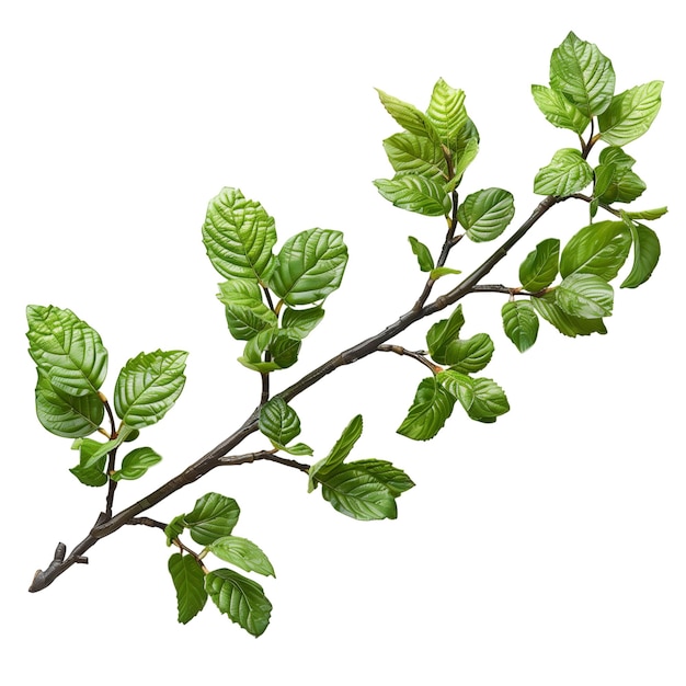 Branch with few leaves isolated on white background