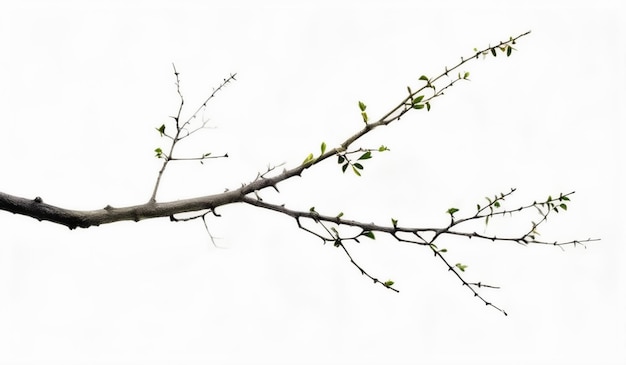 a branch with a few leaves on it