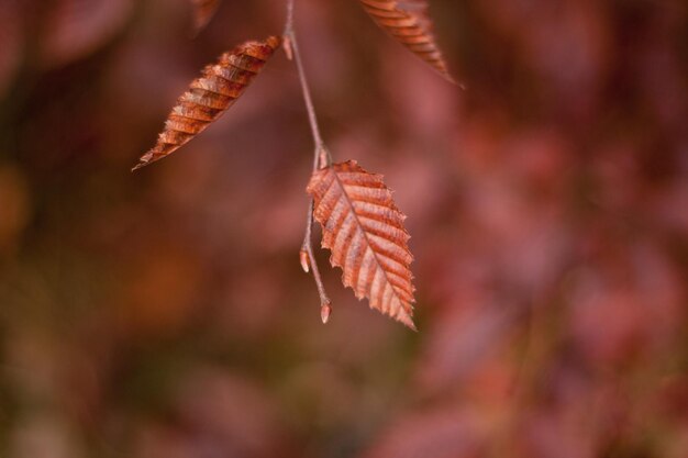 Photo a branch with a few leaves that has the word  t  on it