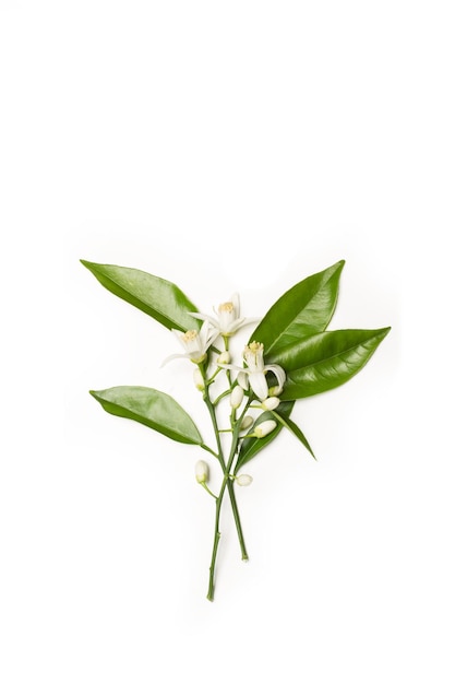 A branch with flowers of an orange tree on a white background with copy space