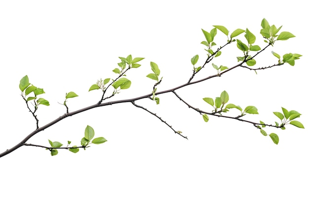 Photo a branch with fresh green leaves isolated on a white background