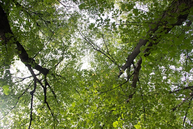 Branch with a green leaf Bush . Green plant. Photosynthesis.