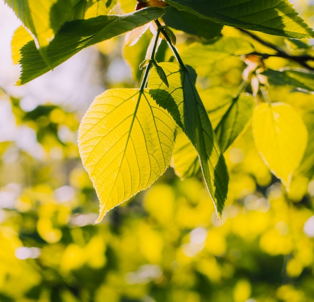 A branch with green leaves is illuminated by the sun Spring Young leaves Natural background Copy space