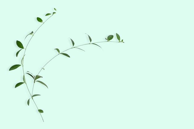 Branch with green leaves isolate on a Bright background