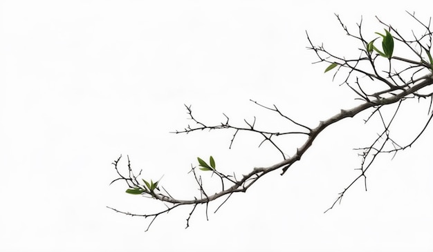 a branch with green leaves on it and a bird on it