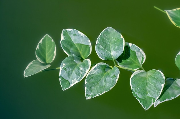 Branch with green leaves on the surface of the water in the pond on the occasion of the rite of baptism