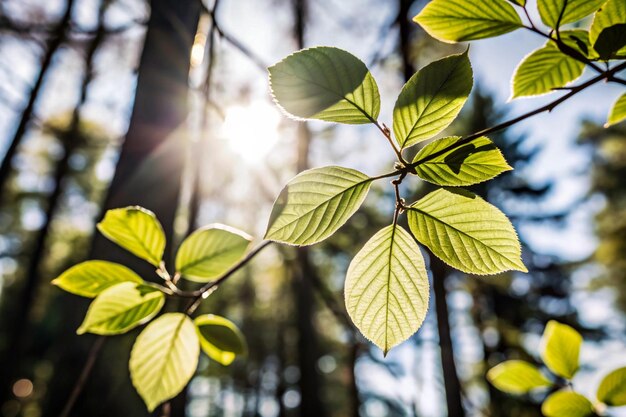 Photo a branch with green leaves that has the sun shining through it