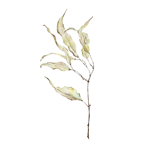 Branch with green leaves watercolor painted on white